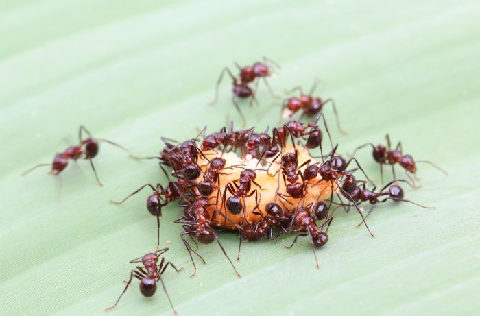 Ants control Abbotsford