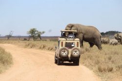 Tanzania Safari Adventure
