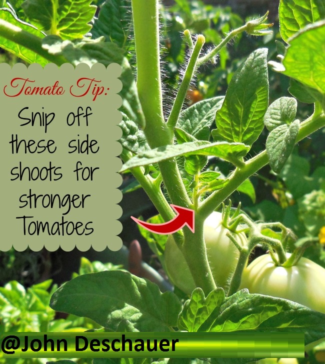 Tomato Growing Tip 1 | John Deschauer