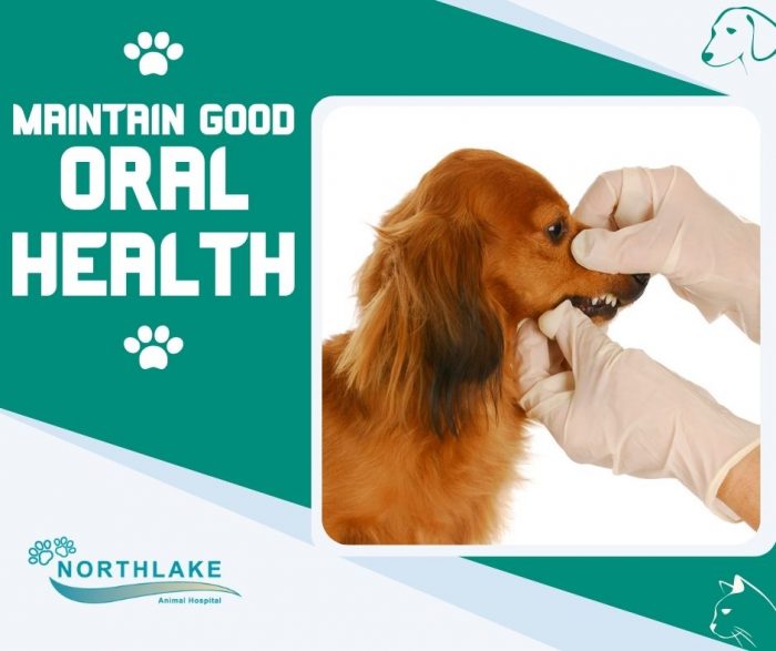 Top-Notch Pet Dental Services