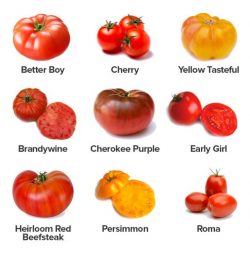 Types Of Tomatoes | John Deschauer