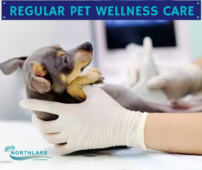 Superior Healthcare for your Pet
