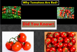 Why Tomatoes Are Red? | John Deschauer