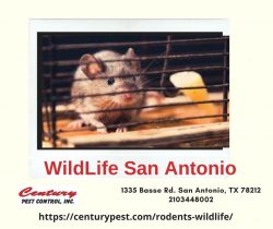 WildLife San Antonio – Century Pest Control