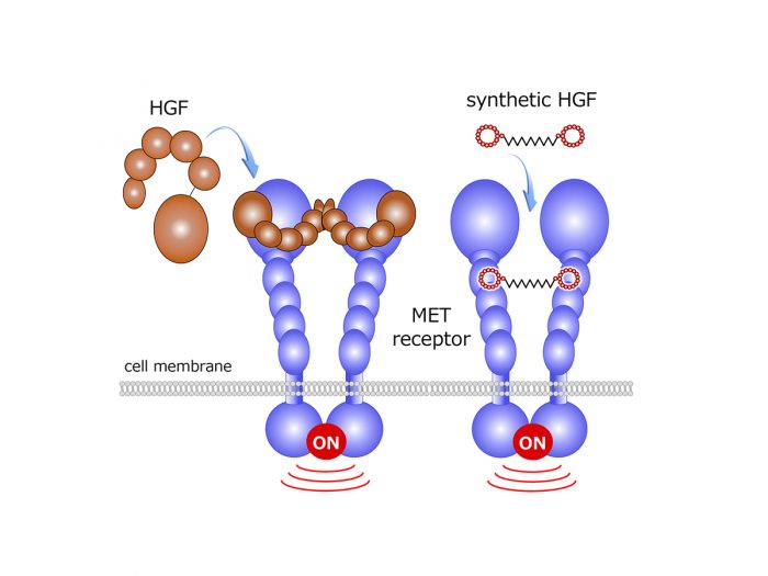 Peptide oligonucleotide Conjugation