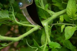 Tips to Prune Tomatoes | John Deschauer