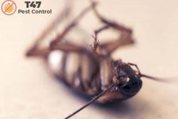 advanced pest control