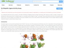 E3 Ubiquitin Ligase Activity Assay