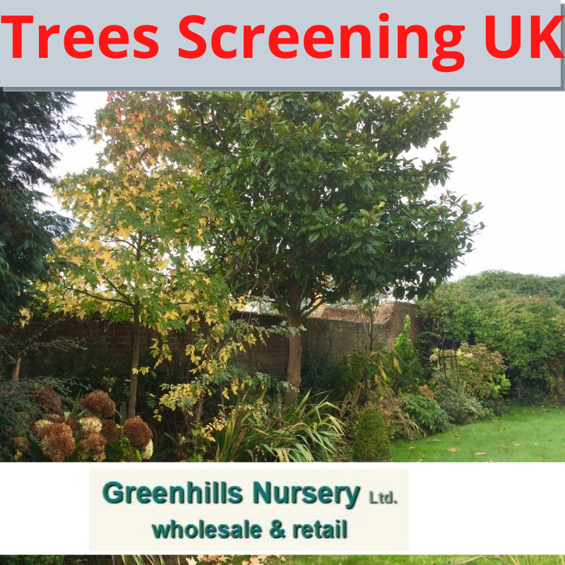 Trees Screening UK-Greenhills Nursery