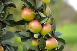 Fruit tree online for sale- Greenhills Nursery