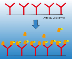 CDC5L Antibody