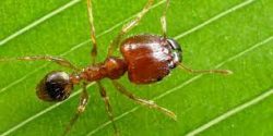 Ant treatment Perth