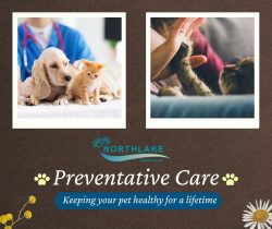 Extensive Health Care For Your Loved Pets