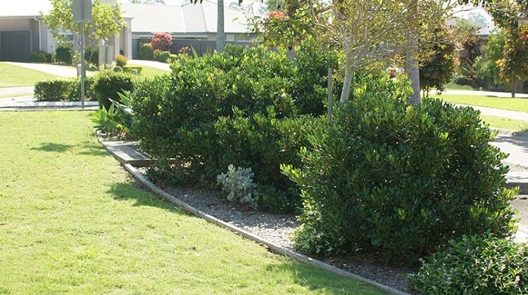 Lawn Mowing Services In Lower Templestowe