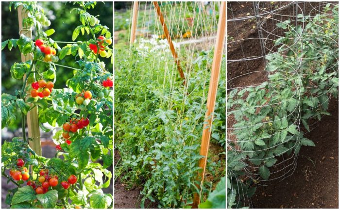Methods to Support Tomato Plant | John Deschauer