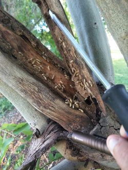 Cost effective Gold Coast termite treatment