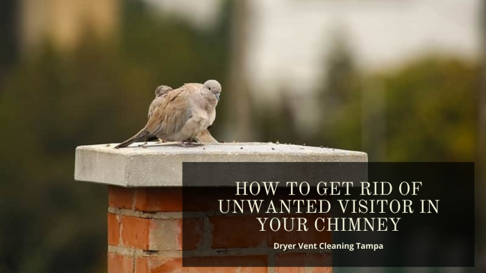 How to get rid of unwanted visitor in your chimney