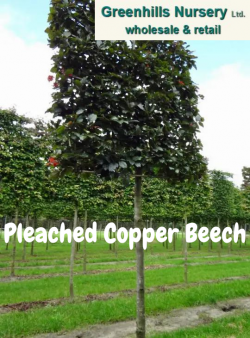 Pleached Copper Beech- Greenhills Nursery