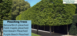 Pleaching Trees in UK-Greenhills Nursery