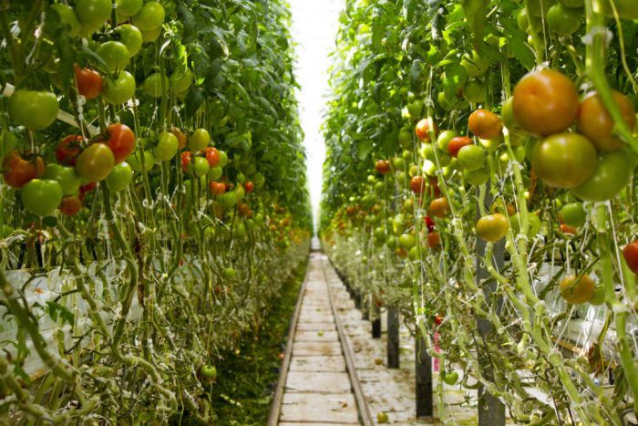 Tomato Greenhouse in Canada | John Deschauer