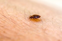 Bed Bug Control Mission