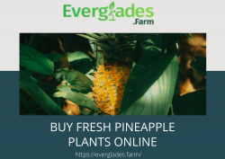 Buy Fresh Pineapple Plants Online from everglades