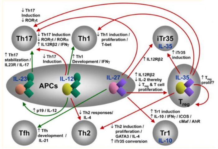 TAC1 Antibody