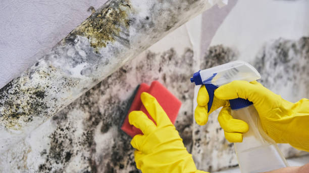 Why Mold Removal Is Important?