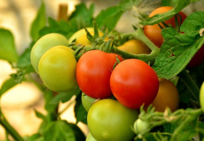 Tomatoes Seedlings By John Deschauer