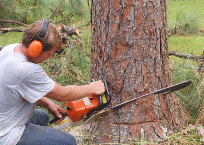 Why Are Tree Removal Services Necessary for Problematic and Diseased Trees?