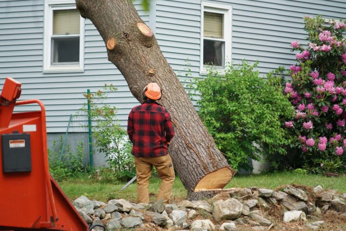 What Are Some Helpful Ideas for Lowering the Cost of Tree Removal? Why Is It Required?