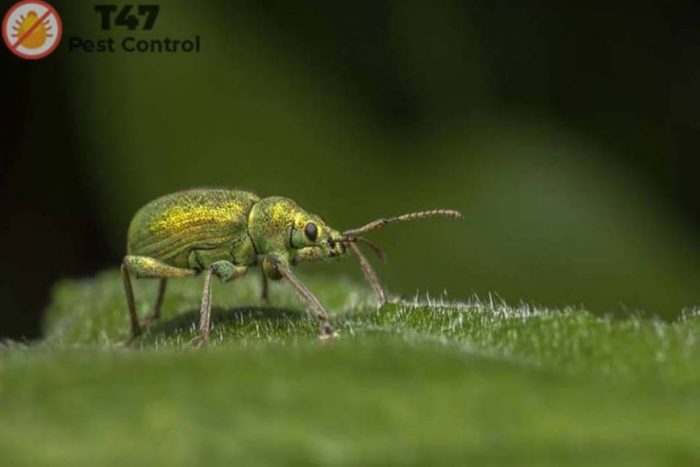 mouse exterminator melbourne