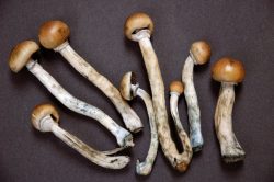 Top Rated Dispensary to Buy Mushroom Online in USA