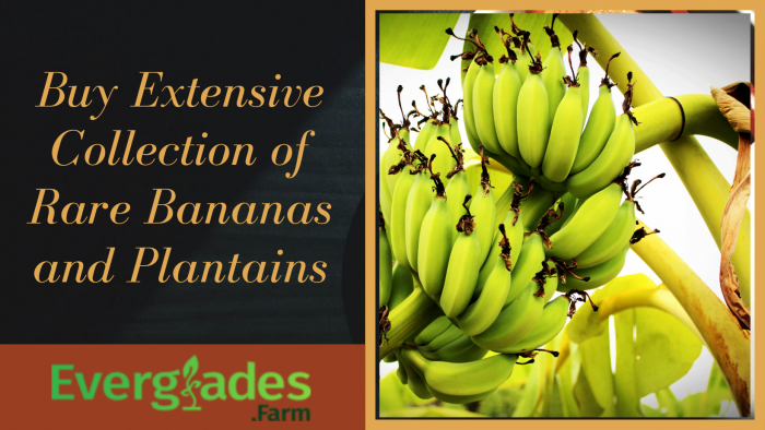 Buy Fresh Collection of Rare Bananas and Plantains Online.