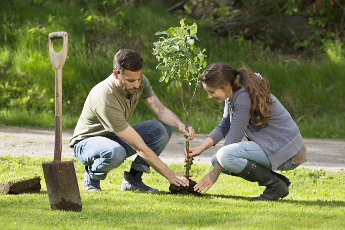 What Are the Most Useful Tree Maintenance Guidelines for a Well-maintained Backyard?