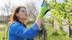 What Are the Most Important Facts About Tree Services You Should Know?
