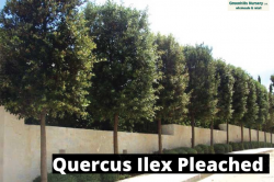 Quercus Ilex Pleached- Greenhills Nursery