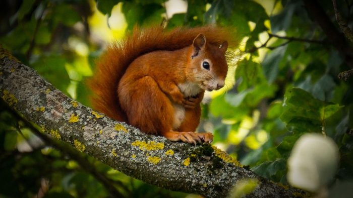 How Can You Keep Squirrels From Damaging Your Trees?
