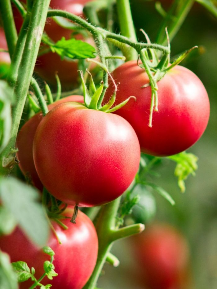 Specialist In Tomato Industry | John Deschauer