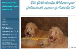 Toy size Goldendoodle puppies