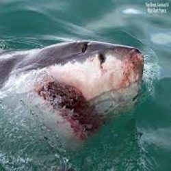 Shark diving Cape town