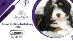 Get Your Mini Bernedoodles Puppies for Sale