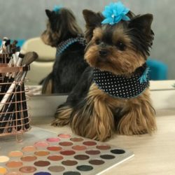 Yorkie Terrier Puppies For Sale