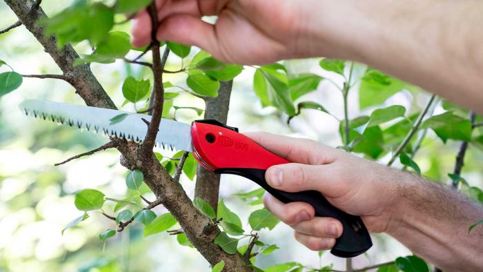 What Requirements Must Be Fulfilled When Pruning a Tree?