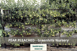 Pear Pleached | Greenhills Nursery