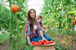 Growing Best Tomatoes By John Deschauer