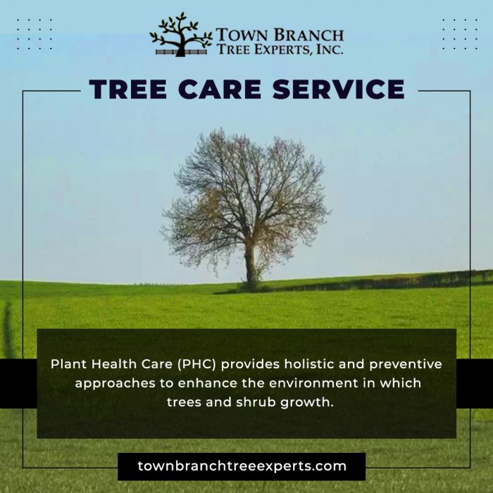 Tree care service near me in USA | Town Branch Tree Expert
