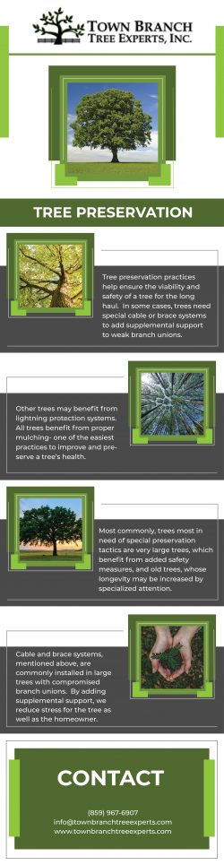 Get the best tree preservation service from Town Branch Tree Expert