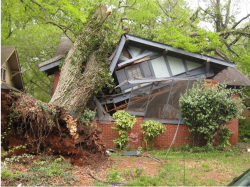 What Should You Do If a Tree Falls On Your House and Landscape Area?