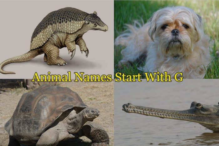 What Animals Start with G?